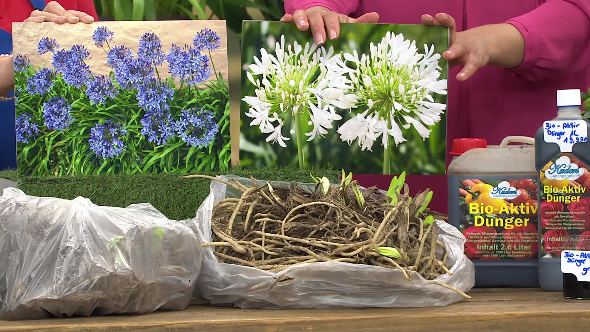 KUDERS XXXL Agapanthus-Schmucklilien, hier online