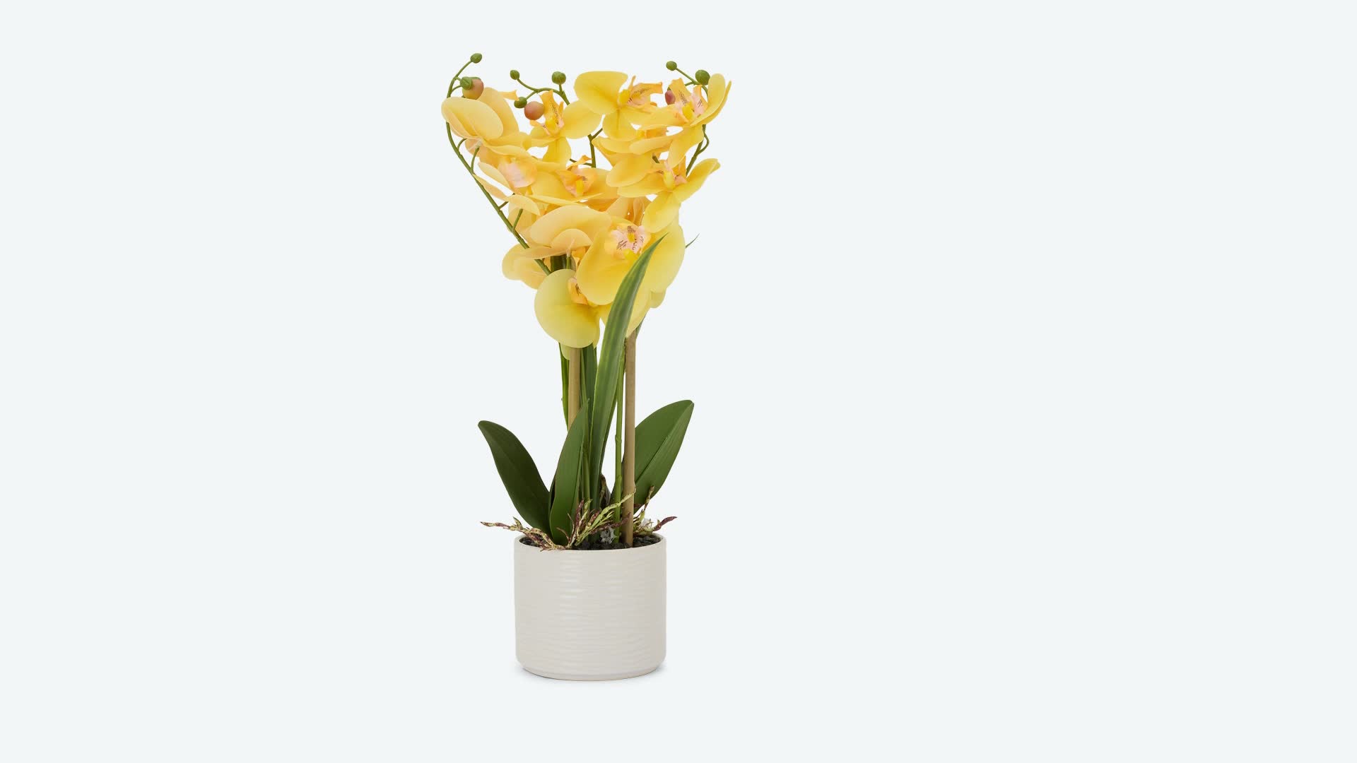 Paradessa Orchidee im Keramiktopf online